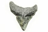 2.65" Juvenile Megalodon Tooth - South Carolina - #196128-1